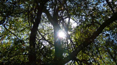 Güneşli bir gün batımında ağaçlar güzel bir orman. Güneş ışığı arkaplan görüntüsü etrafında kabarcıklar oluşturur. 