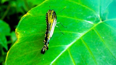 Yaprak üzerinde kelebek kuyruğu yut Görüntü arkaplan şablonunu kapat