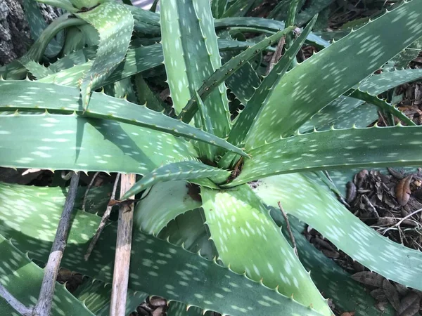 Aloe Vera Suculenta Jardinería Imagen Fondo —  Fotos de Stock