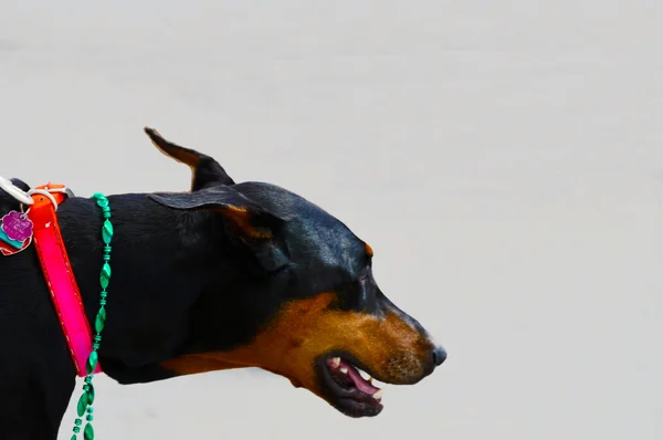 Dobermany Pinscher głowa portret Zdjęcia — Zdjęcie stockowe