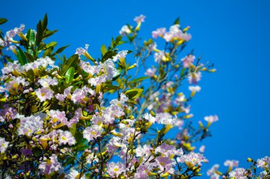 Sping çiçek sakura blossom Japon kiraz ağacı