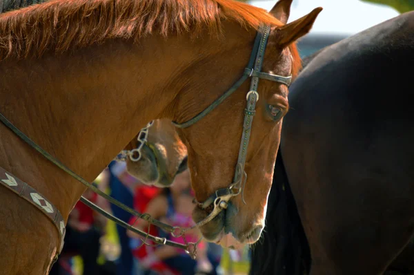 Cavallo di testa in una parata — Foto Stock