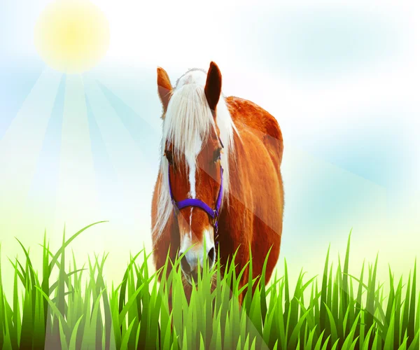 Caballo en el fondo de la imagen de campo — Vector de stock