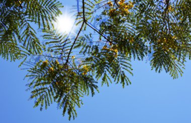 Ağaç ve güneş arka plan resmi