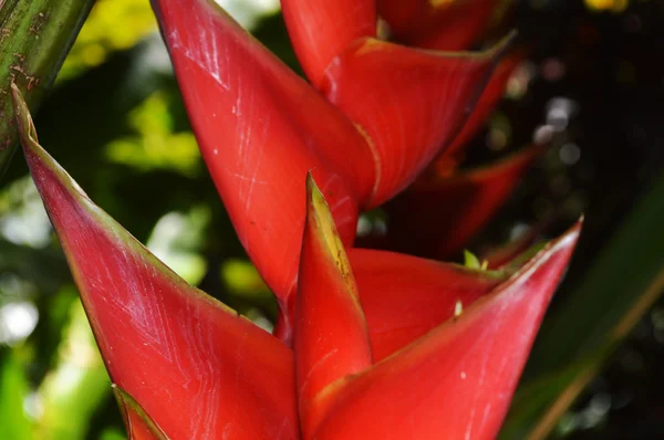 Flor de Pássaro do Paraíso exótica — Fotografia de Stock