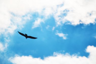 Bulutlu mavi parlak gökyüzü uçan kartal