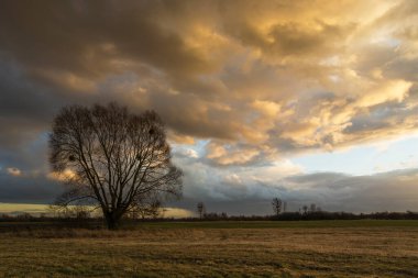 Çayırda yaprakları olmayan yalnız büyük bir ağaç ve gün batımında renkli bulutlu bir gökyüzü.