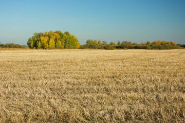 Ufuktaki sakal ve sonbahar renkli ağaçlar