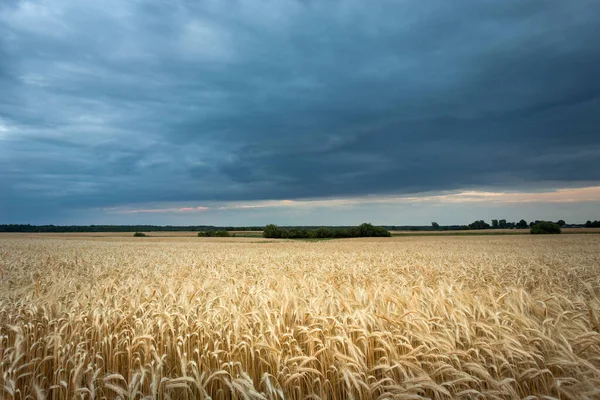 Stort fält av rågvete och mörka regniga moln — Stockfoto