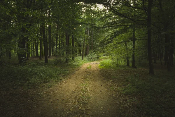 På en tom väg i en mörk skog — Stockfoto