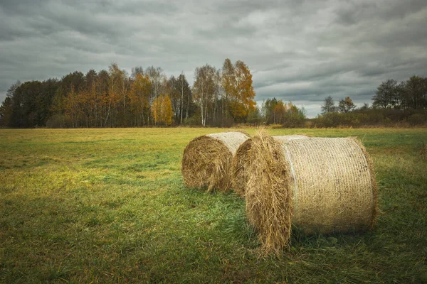 Balíky sena na louce, stromy na obzoru a zamračená obloha — Stock fotografie