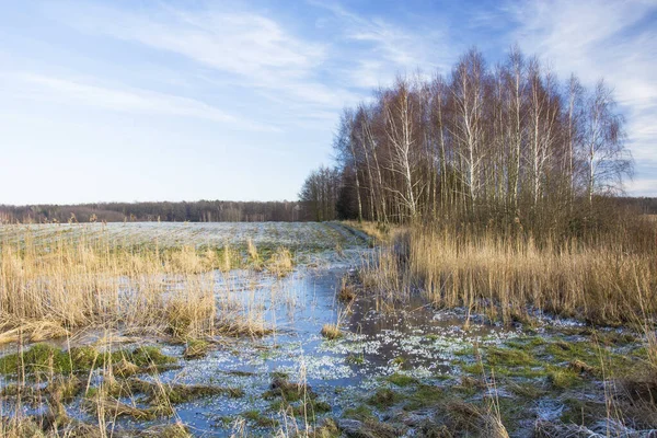 Zamarznięta Woda Przed Zielonym Polem Brzozy Horyzoncie Widok Zimowy — Zdjęcie stockowe