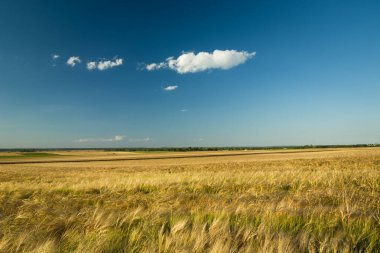 Arpa tarlası, ufuk ve beyaz bulut mavi gökyüzü, yaz manzarası