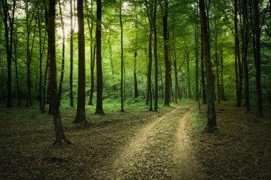 Yeşil orman boyunca dökülen yapraklar, ilkbahar manzarası
