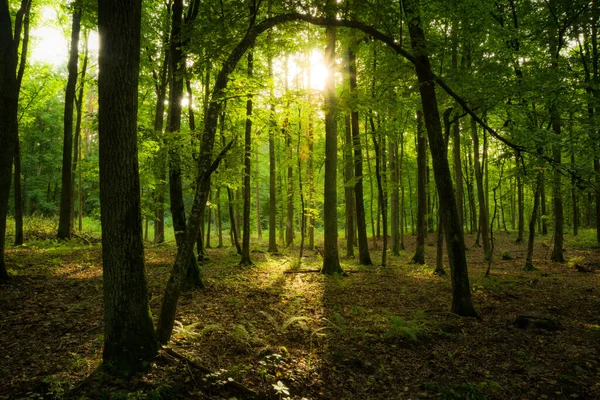 Soleil Ombres Dans Une Belle Forêt Verdoyante Fabuleuse Vue Été — Photo