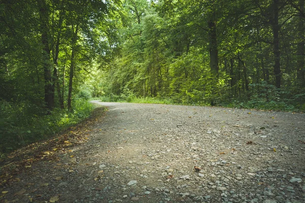 Droga Małych Kamieni Przez Zielony Las Letni Widok — Zdjęcie stockowe