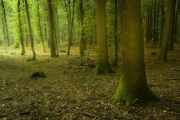 Філіали Лежать Зеленому Мальовничому Листяному Лісі Вид Влітку Новини Польща — стокове фото