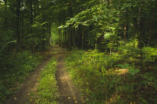 Brudna Droga Zielonym Lesie Świetle Słonecznym Widok Letni — Zdjęcie stockowe