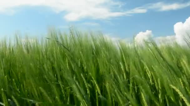 風に揺れる緑の大麦の耳 — ストック動画