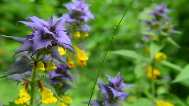 Sarı Mavi Çiçek Melampyrum Nemorosum Bir Karınca Ormanın Sesleri — Stok video