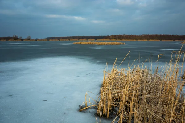 Lago congelado com juncos secos e céu nublado — Fotografia de Stock