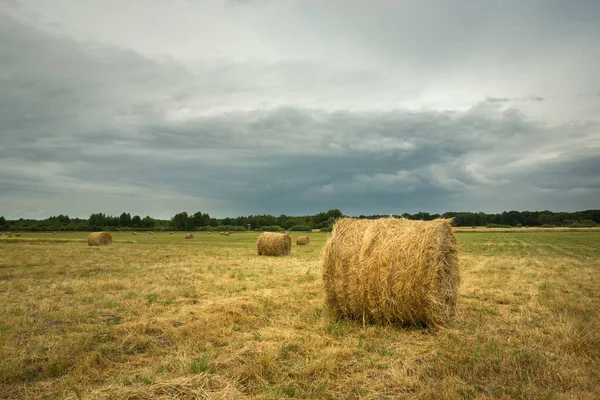 Round hay bales on the field and gray clouds on the sky — Stock Photo, Image