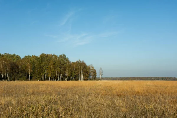 Сухие травы на лугу, лес и голубое небо — стоковое фото