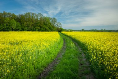 Sarı tecavüz tarlasında kirli bir yol.