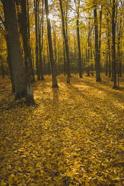 Beaucoup de feuilles jaunes tombées dans la forêt — Photo