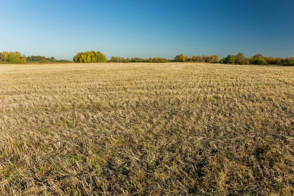 Otoño rastrojo en el campo, árboles en el horizonte —  Fotos de Stock