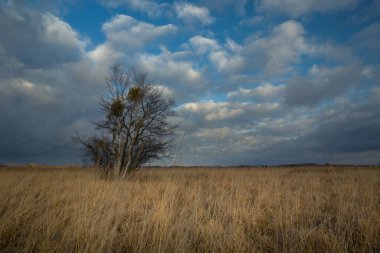 Kuru çayırlarda yetişen ağaçlar, uzun otlar, sonbahar manzarası
