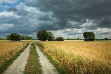 Kırsal yol, bir tarlanın yanında tahıl ve gökyüzünde kara bulutlar, yaz günü.