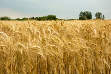 Triticale 'in altın kulakları, ufuk ve gökyüzü, yaz günü
