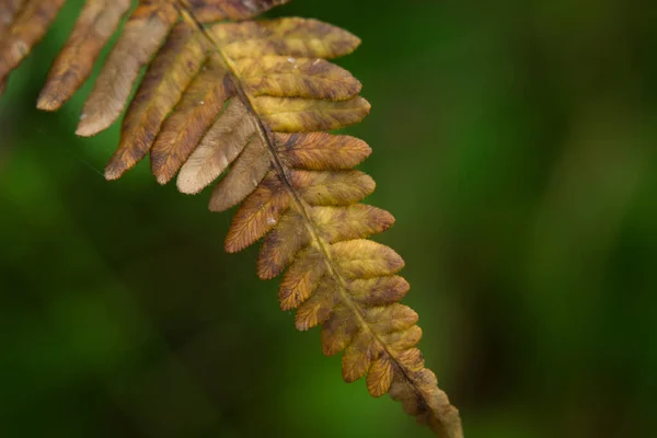 緑の背景に茶色の黄色のシダの葉 閉じる — ストック写真