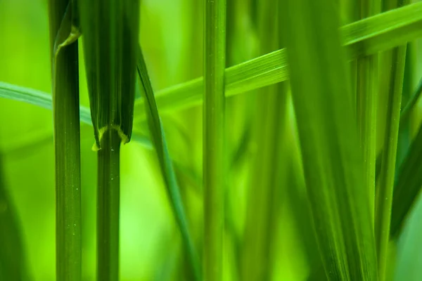 Primo Piano Verdi Fili Erba Sfondo Verde Vista Primaverile — Foto Stock