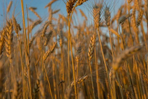 Triticale Korn Vackert Upplyst Solen Sommar Utsikt — Stockfoto