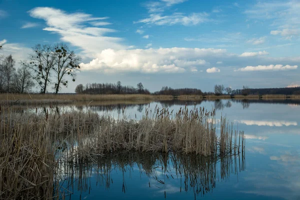 青い空に穏やかな湖と白い雲の中に乾いた葦 — ストック写真