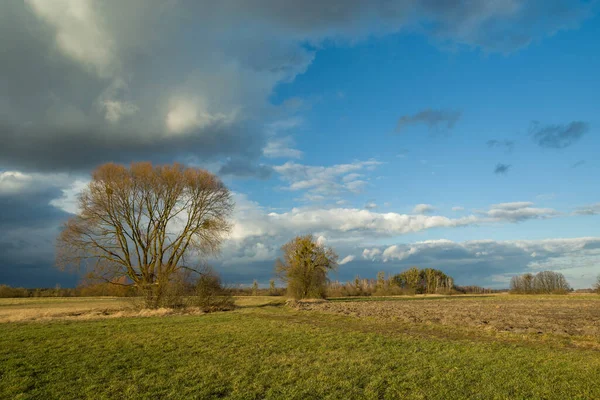 Árboles Prado Nubes Cielo Soleado Día Primavera — Foto de Stock