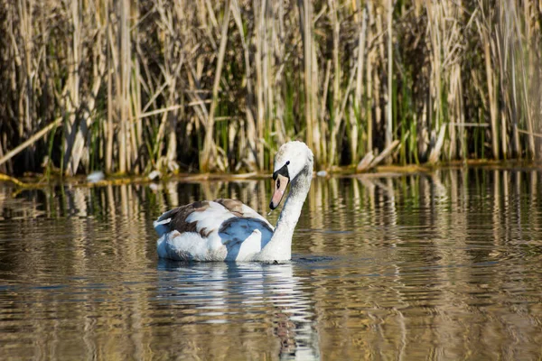 Único Cisne Mudo Jovem Flutuando Água Dia Primavera — Fotografia de Stock
