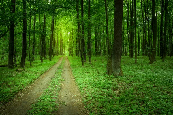 Smutsig Väg Genom Den Gröna Skogen Vårdag — Stockfoto