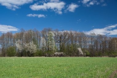 Yeşil çayır, bahar ormanı ve gökyüzünde beyaz bulutlar