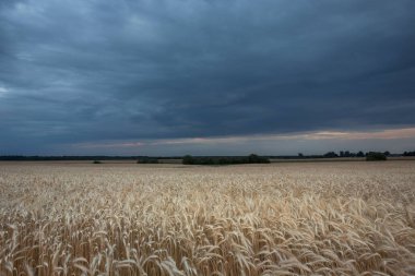 Gökyüzünde tahıl ve kara bulutlar olan bir tarla, yaz kırsal manzarası