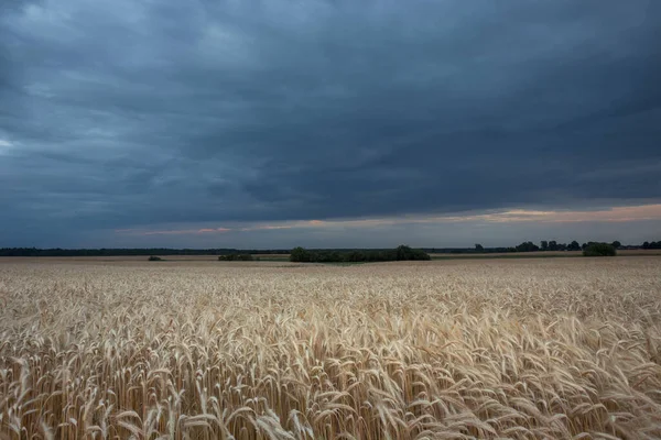 Gökyüzünde tahıl ve kara bulutlar olan bir tarla, yaz kırsal manzarası
