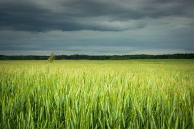 Çiftlik arazisindeki yeşil tahıllar ve gökyüzündeki kara bulutlar, kırsal alan