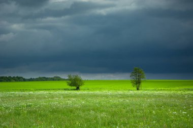 Yeşil çayırdaki ağaçlar ve karanlık fırtınalı bir gökyüzü, ilkbahar günü.