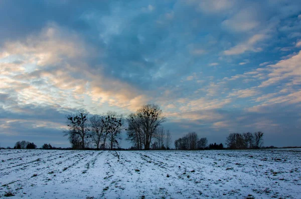 Snow on the field, trees and the evening sky — ストック写真