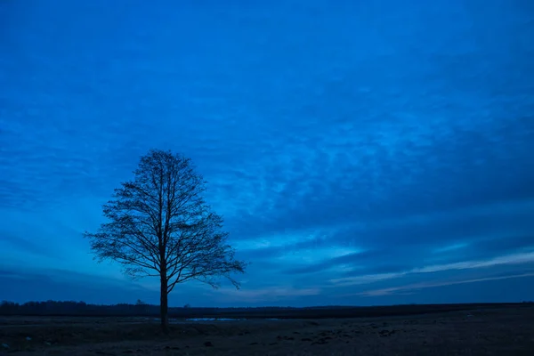 Silueta Árbol Solitario Fantásticas Nubes Nocturnas Cielo Azul — Foto de Stock