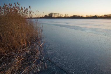 Donmuş bir gölde yüksek kuru sazlıklar, kış manzarası.