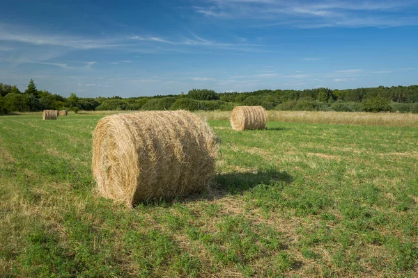 Круглі Тюки Сіна Лежать Лузі Сонячний Літній День — стокове фото