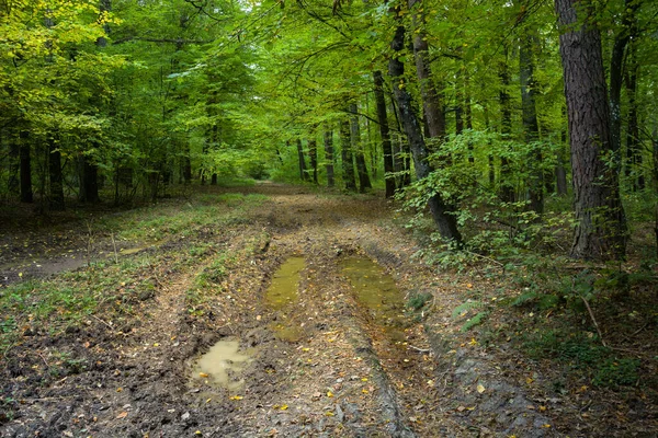 Puddles on the road in the green forest, October view